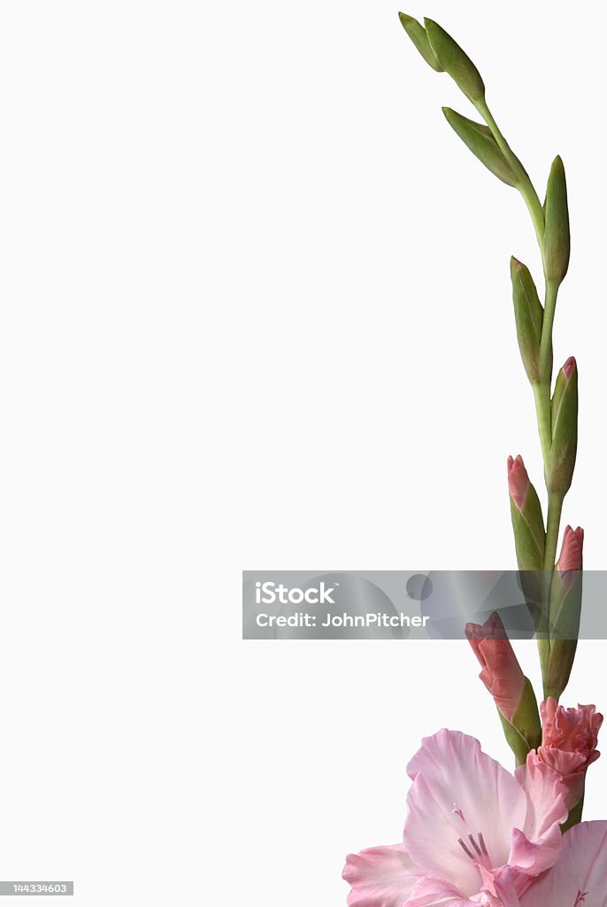 Цветок-Гладиолус Стебель frame - Стоковые фото Без людей роялти-фри