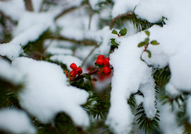 istock Ilex decidua in wintertime covered with snow. 1443346789