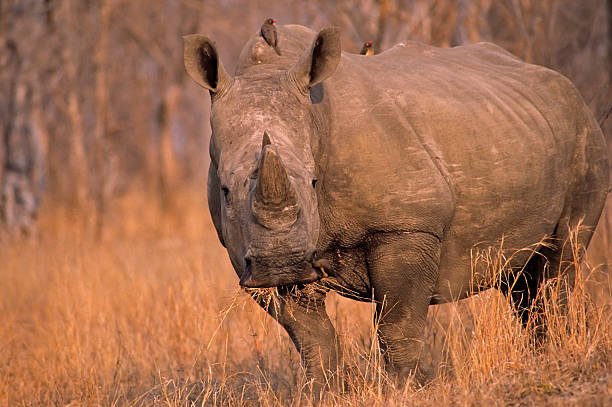 istock Africa-Rhinoceros 144334691