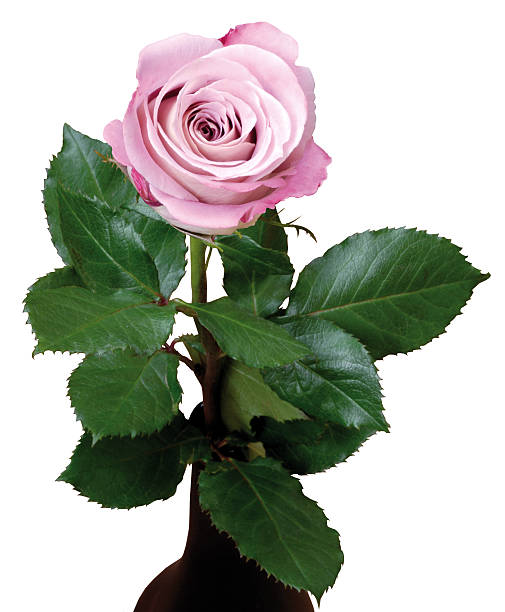 Rosada rose - foto de stock