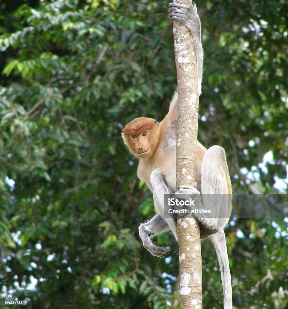 Curioso mono násico, Borneo - Foto de stock de Aire libre libre de derechos