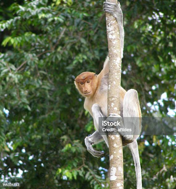Curioso Mono Násico Borneo Foto de stock y más banco de imágenes de Aire libre - Aire libre, Alerta, Amistad