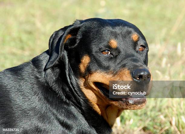 Rottweiler - Fotografie stock e altre immagini di Aggressione - Aggressione, Amicizia, Animale