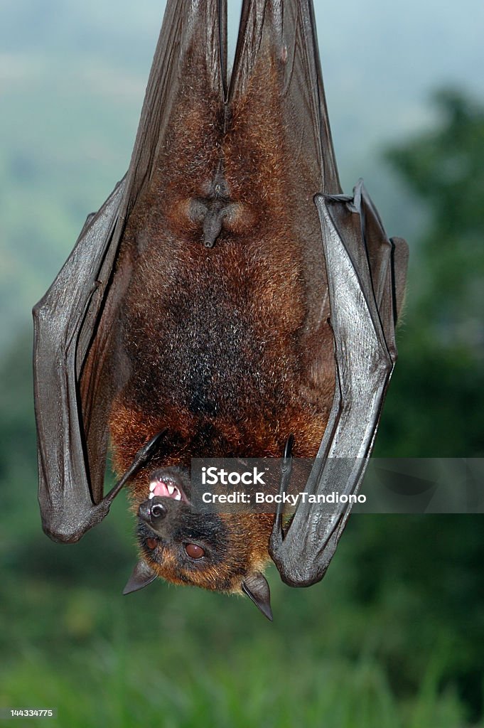 Beats. Count Dracula Stock Photo