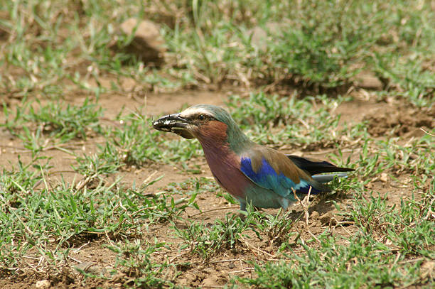 Lilac-breasted Roller Lilac-breasted roller catched an insect in Lake Nakuru N.P. Kenya lake nakuru national park stock pictures, royalty-free photos & images