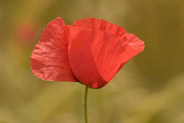 Fleur de pavot - Photo