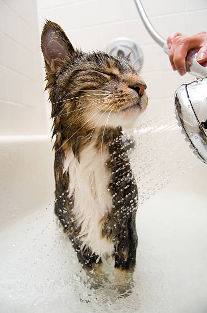 Cat in the shower stock photo