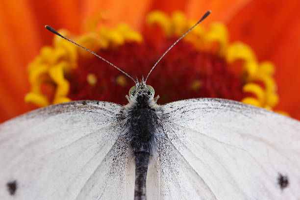 Cabbage butterfly stock photo