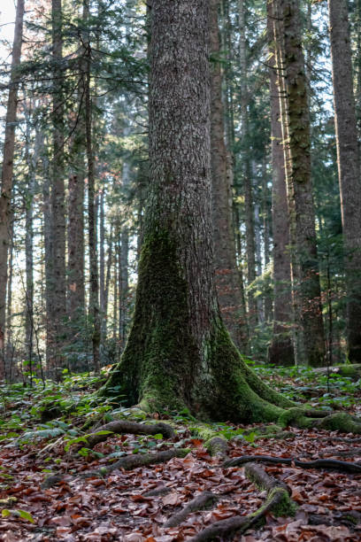istock Tara National Park in Serbia 1443350493