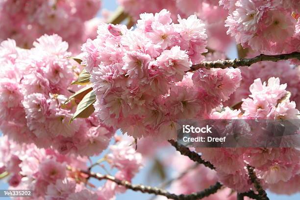 Sakura - Fotografie stock e altre immagini di Albero - Albero, Aprile, Asia