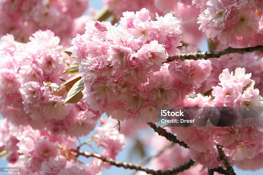 Sakura Beautiful sakura flowers. Japanese cherry - first spring messenger. April Stock Photo