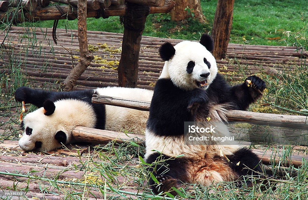 Panda Panda in Chengdu, western of China Chengdu Stock Photo