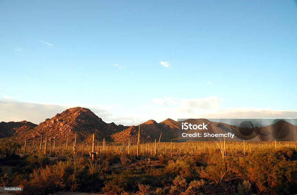 Sonora-Wüste - Lizenzfrei Abenddämmerung Stock-Foto