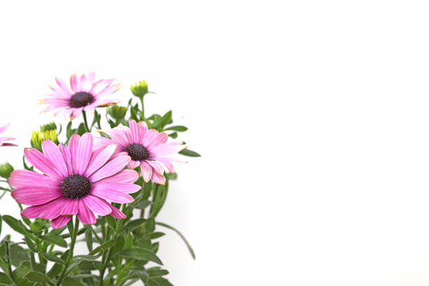 Pinkink daisy isolated on a white background.