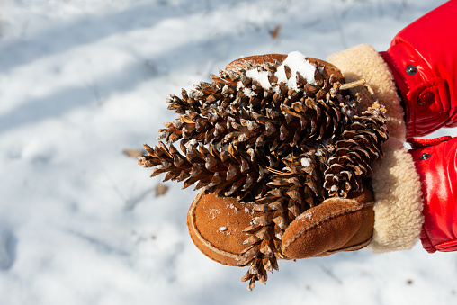 Christmas decoration -  picking pine cones in woods for Christmas decoration