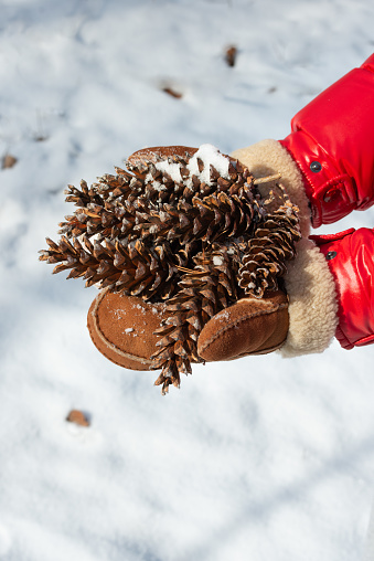 Christmas decoration -  picking pine cones in woods for Christmas decoration