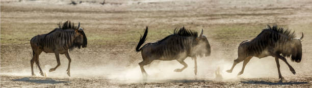 istock Blue wildebeest in Kgalagadi transfrontier park, South Africa 1443355912