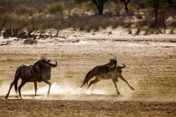 istock Blue wildebeest in Kgalagadi transfrontier park, South Africa 1443355937