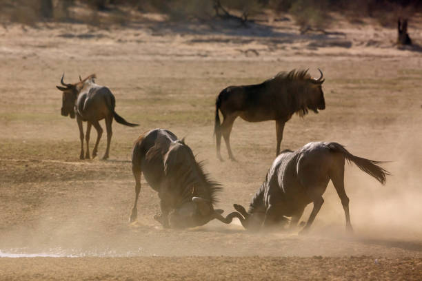 istock Blue wildebeest in Kgalagadi transfrontier park, South Africa 1443355965