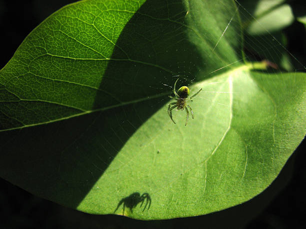 Spider with shadow stock photo