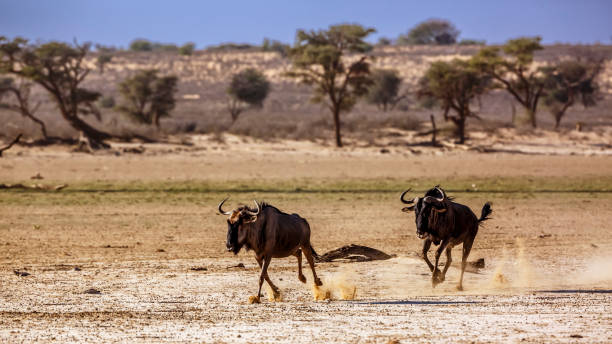 Blue wildebeest in Kgalagadi transfrontier park, South Africa