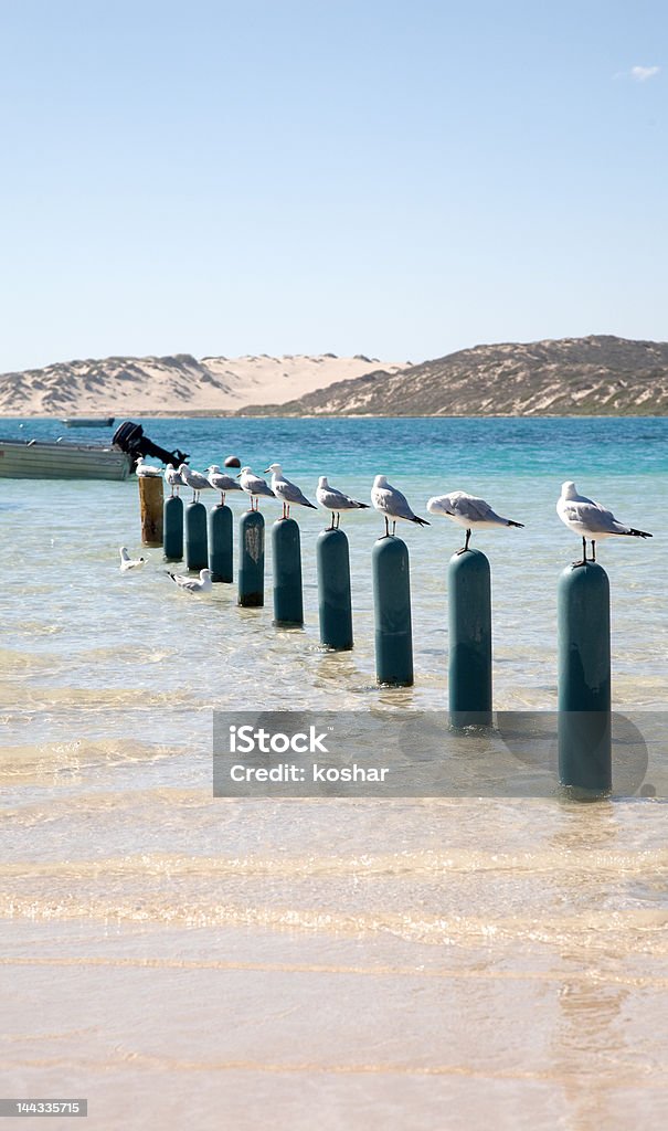 Ten seagulls sitting on poles Ten seagulls sitting on ten poles in the water near the beach at Coral Bay Western Australia Sand Dune Stock Photo
