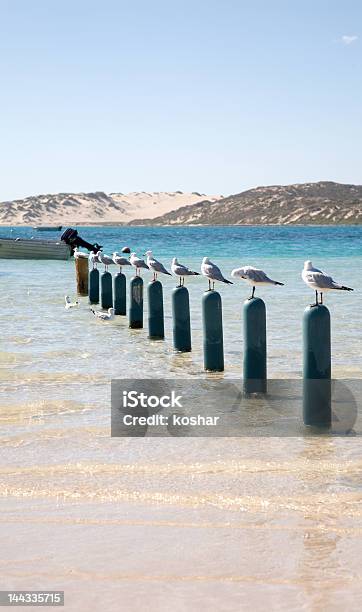 Ten Seagulls Sitting On Poles Stock Photo - Download Image Now - Sand Dune, Seagull, Animal