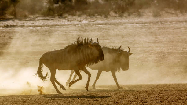 istock Blue wildebeest in Kgalagadi transfrontier park, South Africa 1443357363