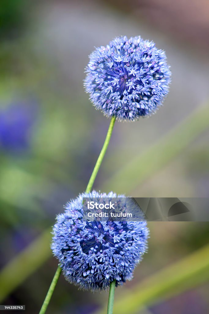 Allium Giganteum - Foto de stock de Globo terrestre royalty-free