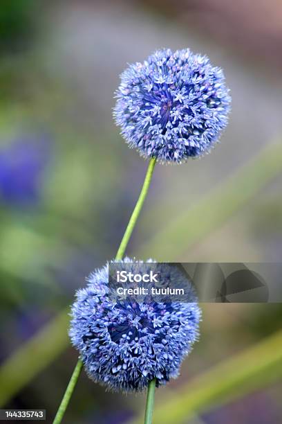 Foto de Allium Giganteum e mais fotos de stock de Globo terrestre - Globo terrestre, Allium Sativum, Chalota