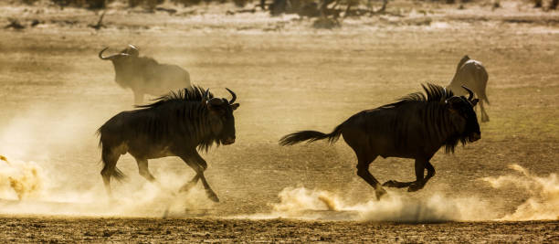 istock Blue wildebeest in Kgalagadi transfrontier park, South Africa 1443357509