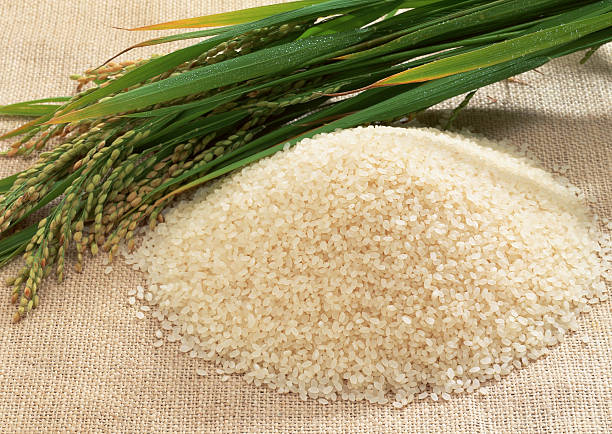 Rice Grain stock photo