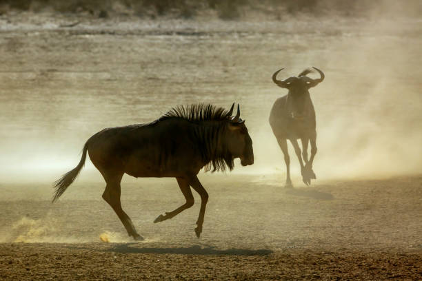 istock Blue wildebeest in Kgalagadi transfrontier park, South Africa 1443357921