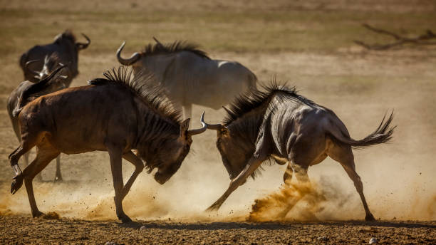 istock Blue wildebeest in Kgalagadi transfrontier park, South Africa 1443358030