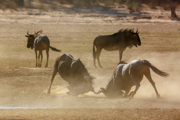 istock Blue wildebeest in Kgalagadi transfrontier park, South Africa 1443358080