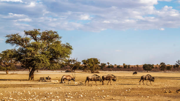 gnu błękitne i oryks południowoafrykański w transgranicznym parku kgalagadi, republika południowej afryki - kalahari gemsbok national park zdjęcia i obrazy z banku zdjęć