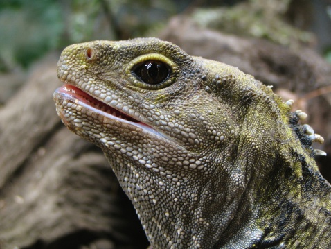 Tuatara superficially resemble lizards, but are equally related to both lizards and snakes, together are classified in the order Squamata, the closest living relatives of the tuatara.