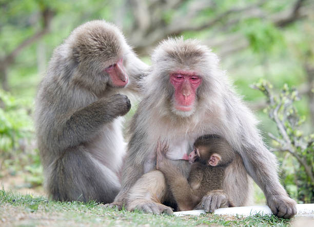 istock Adorable monkey family 144335958