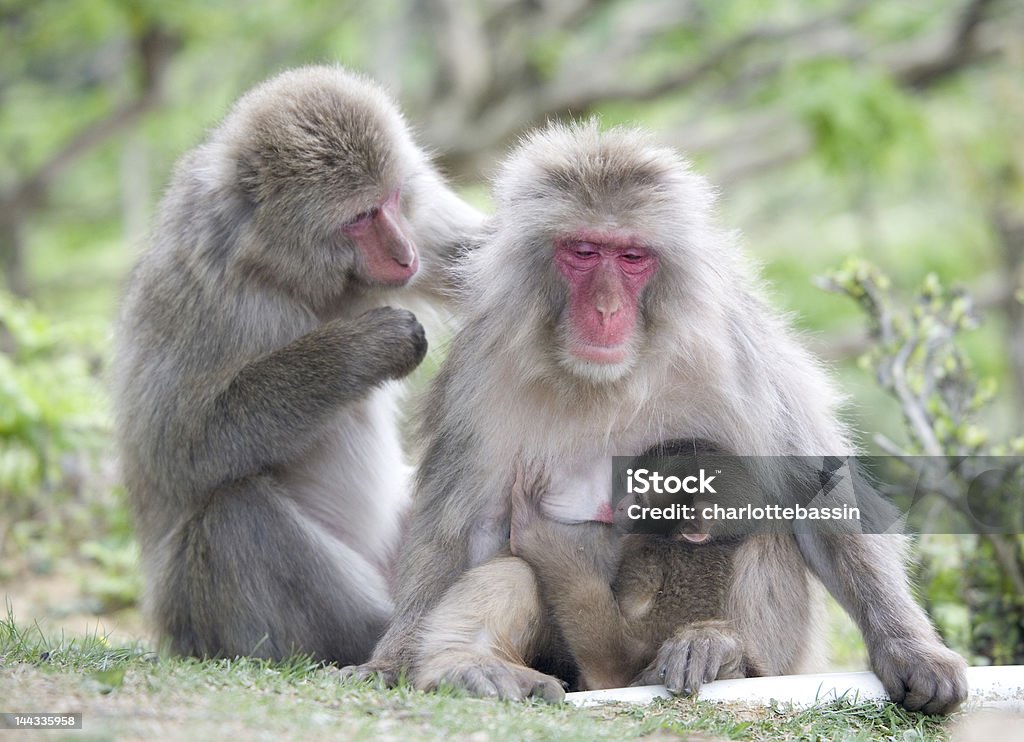 Adorable monkey family A baby monkey nurses from it's mother while father observes. Animal Stock Photo