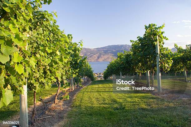 Photo libre de droit de Vignobles De Lokanagan banque d'images et plus d'images libres de droit de Canada - Canada, Ferme - Aménagement de l'espace, Kelowna