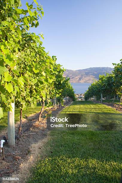 Vigneto Di Okanagan - Fotografie stock e altre immagini di Acqua - Acqua, Affari, Agricoltura