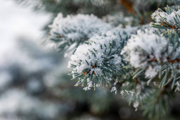 istock First snow on a spruce branch close-up 1443360774