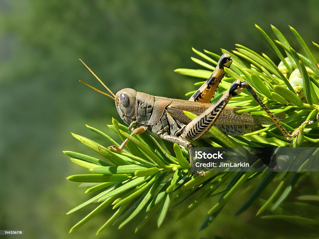 Grasshopper - Foto de stock de Animal royalty-free
