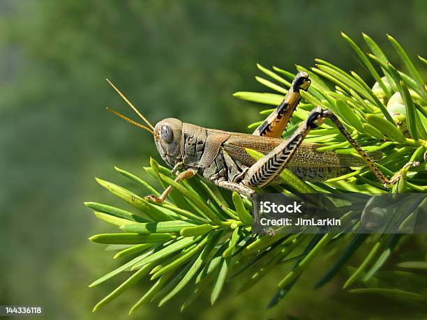 Foto de Grasshopper e mais fotos de stock de Animal - Animal, Antena - Parte do corpo animal, Artrópode