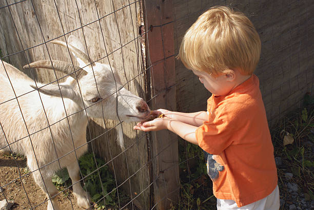 Goat Feeding Little boy feeding goat                    petting zoo stock pictures, royalty-free photos & images