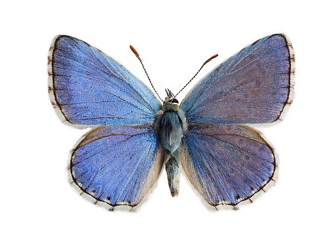 The Adonis blue (Lysandra bellargus, also known as Polyommatus bellargus) isolated on white background. Its a butterfly in the family Lycaenidae. It is found in chalk downland, in warm sheltered spots,flying low over vegetation, seeking females that are rich chocolate brown in color