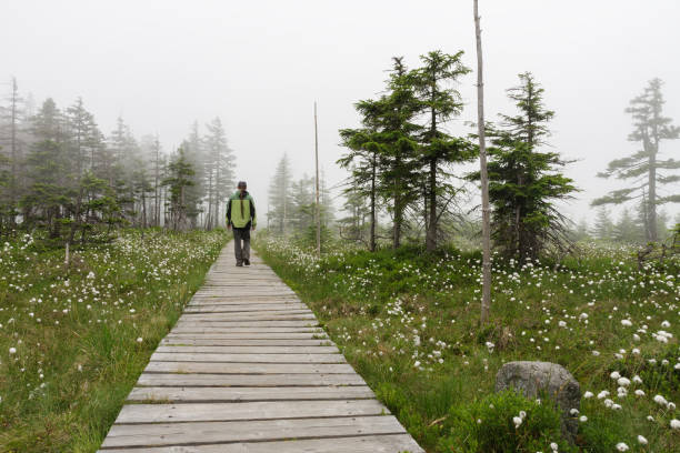 Man goes on a wooden sidewalk over blooming peat bog  in Jesenik mountains stock photo