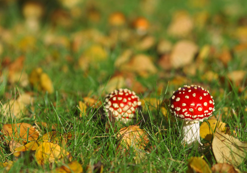 Two mushrooms in autumn
