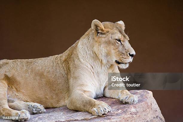 Leona Reposo En Rock Foto de stock y más banco de imágenes de Acostado - Acostado, Animal hembra, Animales salvajes