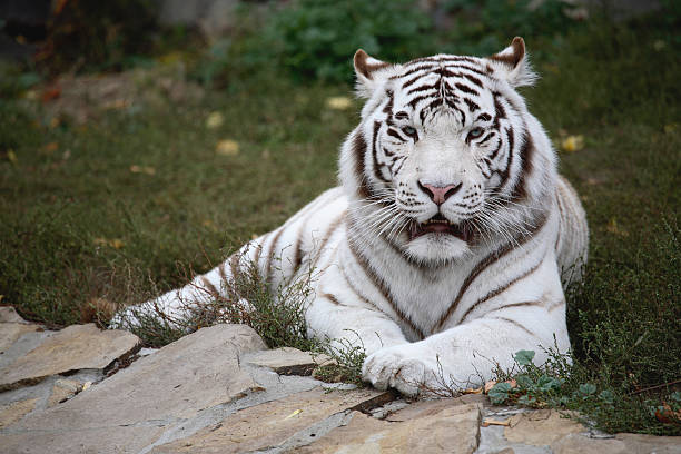 istock White Bengal Tiger in a close up view portrait 144336552